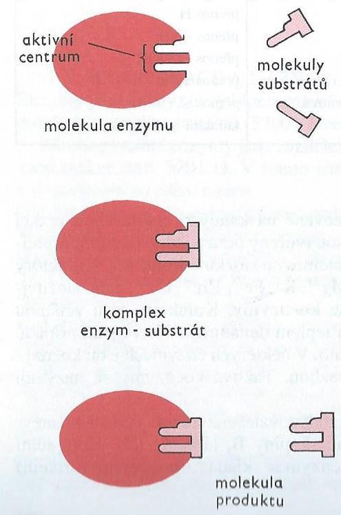 Obrázek 3: Schéma enzymové reakce 3 2.5.1 Kofaktory oxidoreduktas Kofaktory oxidoreduktas se účastní redukčních dějů, během kterých se podílejí na přenosu vodíku nebo elektronů.