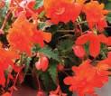BOLIVIENSIS červené, zářivé zvonečkové květy, robustní rostlina, 199F BEGÓNIE FUCHSIOVÁ BEGONIA FOLIOSA růžová, 199K BEGÓNIE BELINA CORAL červená, vhodná do
