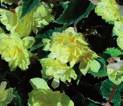 BOLIVIENSIS žlutá, úzký list, kompaktní rostlina, 199A BEGÓNIE BELINA APRICOT meruňková, má stejnoměrnou, kulatou stavbu, ideální do závěsu, dobře snáší