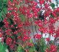 PRIMULA DENTICULATA petrklíč zoubkatý, červený, kvete ve IV. V.