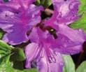 RODODENDRON POLARNACHT tmavě fialový, velký květ, široce větvící, vysoký 100 150 cm 1094 RODODENDRON AZURRO modro-fialový