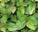 SANGUINEUS nenáročná, vytrvalá bylina, krásně zbarvené listy zdobí zahradu od jara do zámrazu, dobře snáší mokré půdy, výborný v salátech, kterým dodává nakyslou chuť a krásnou