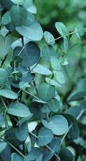 byla rostlina kompaktní 35 Kč 45 Kč 105 Kč 028K KLERODENDRON CLORODENDRON UGANDESE nádherný keřík ze střední Afriky s modrými květy rostoucími v hroznech, lze tvarovat do keříku nebo
