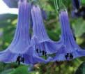 LANTANA MONTEVIDENSIS modrá, bohatě kvetoucí, poléhavý druh 154