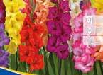 Mix Lilie Brasilia 707009 50