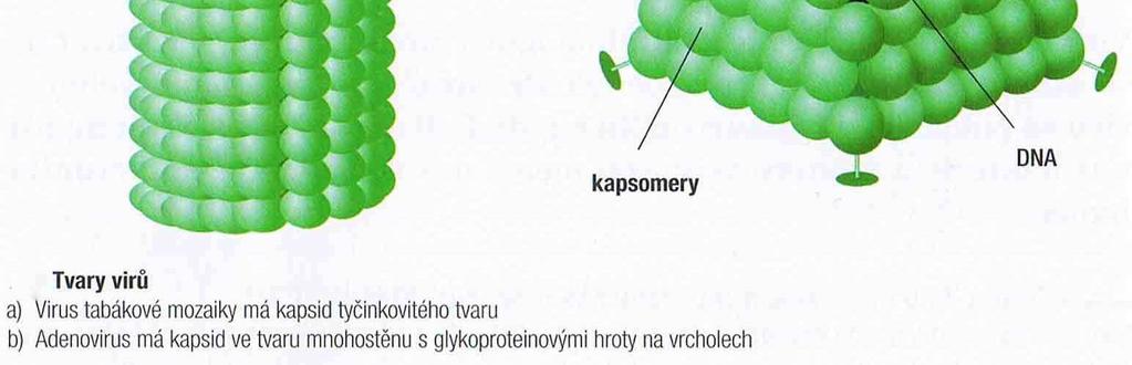 1 buňkách (rozmnožování vázané na buňky = biotropie) = nitrobuněční (intercelulární) parazité - bývají také označováni jako infekční nukleová kyselina -