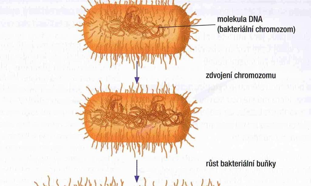 streptokoky - bakterie vytváří řetázky bacily - tyčinkovité bakterie - mohou uvnitř obsahovat spory (=kulovitá tělíska odolná vůči nepříznivým vlivům) tyčinky - tyčinkovitý tvar; mohou vytvářet