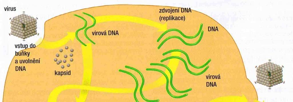 integrace (včlenění informace) do genomu (do jádra) - přetrvává v buňce bez škodlivých následků pro buňku; virová DNA, která se stala součástí DNA hostitelské buňky = provirus 3 4.