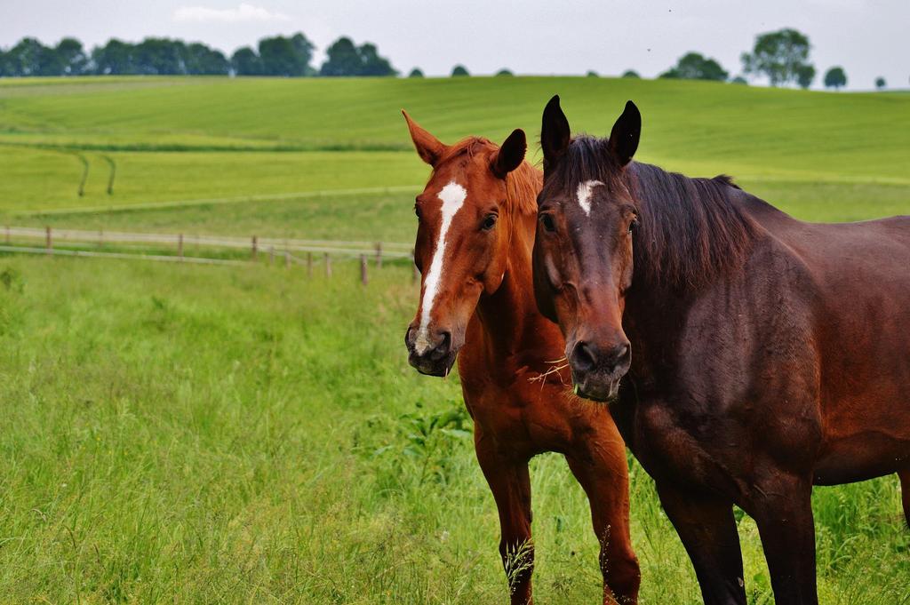 HORSE STAR Seznam veterinárních lékařů pro posouzení zdravotního stavu