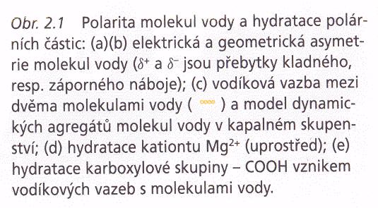 a) Fylogenetickým vývojem se obsah vody snižuje b)