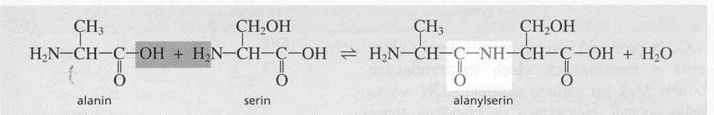 Aminokyseliny proteiny - bílkoviny jsou peptidy ze zbytků aminokyselin (Ak). Jejich vazba (peptidická v.) je spojení aminoskupiny (NH2) a karboxylové skupiny (COOH) tj. (-NH-COO-).