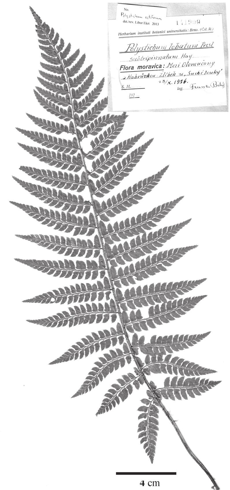 214 Ekrt: Polystichum setiferum v ČR Obr. 2. Herbářový doklad Polystichum setiferum od Olomučan v Moravském krasu pořízený v roce 1926 F.