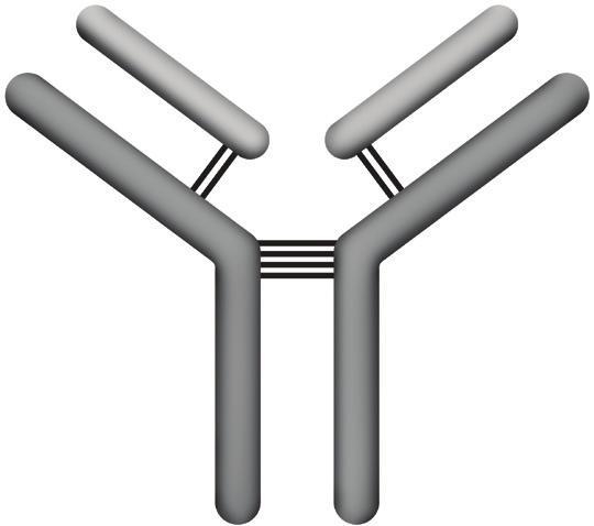 λ. (Viz Tabulka 3.) Myelomy typu IgD, IgE a IgM jsou docela vzácné. Obrázek 2.