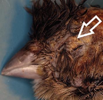 U pozitivních ptáků bez klinických projevů je rozhodující opakovaná kontrola pomocí PCR po 3 měsících, jelikož je možná eliminace viru pomocí imunitního systému.
