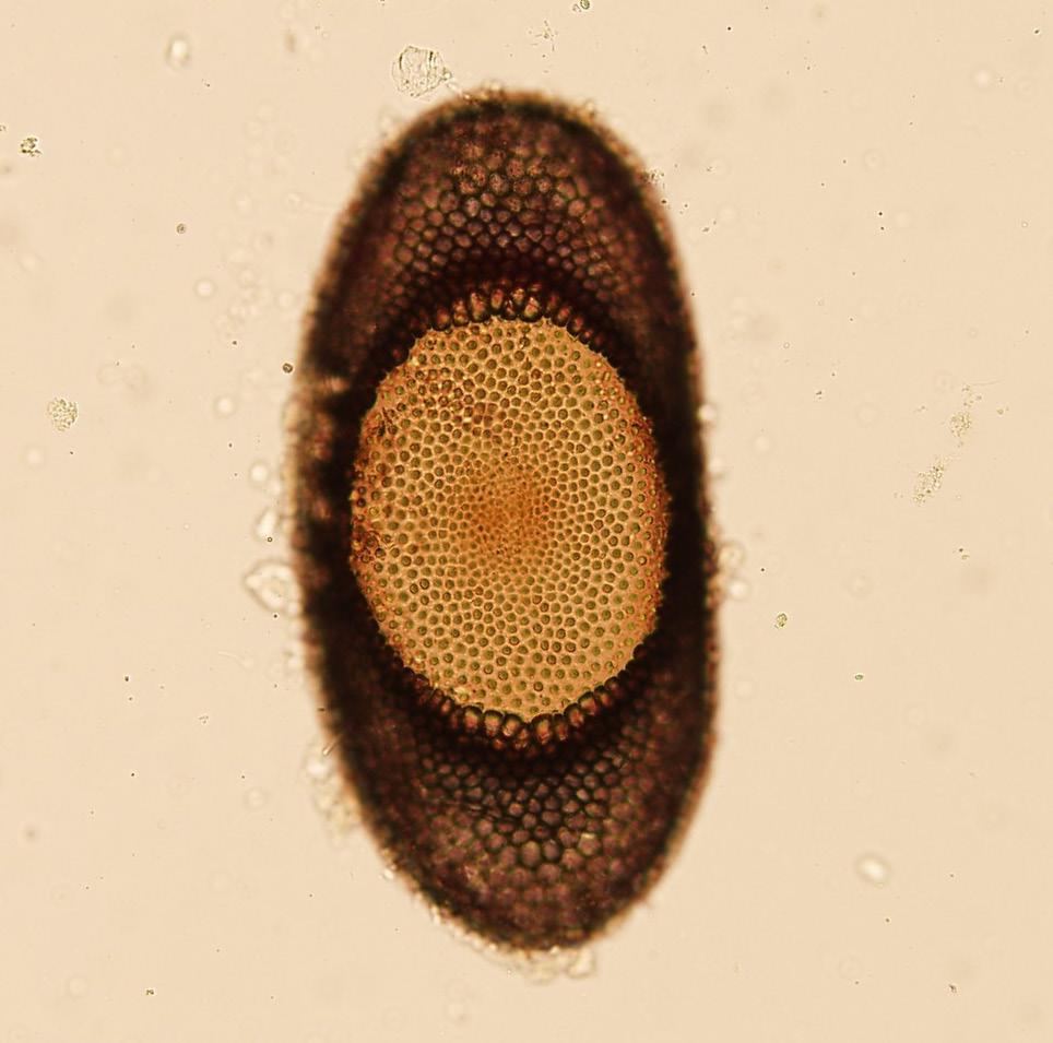2.5 Mechovky Hostiteli rybomorky Tetracapsuloides bryosalmonae jsou mechovky patřící do třídy Phylactolaemata (Okamura and Wood 2002).