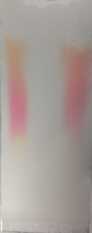 Obrázek 38: chromatogram po ponoření do par chlorovodíku (zleva methyloranž, thymolftalein, směs) Obrázek 39: chromatogram po ponoření do
