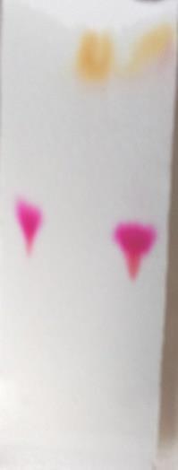 Obrázek 41: chromatogram po ponoření do par chlorovodíku (zleva methylčerveň, thymolová modř, směs) Obrázek 42: chromatogram po