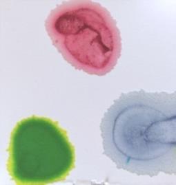 Obrázek 59: nanesená barviva na silufolu Pro tento experiment jsem zvolila barvy na vajíčka, ačkoli je v původním návodu doporučováno použití lentilek nebo také gumových medvídků.