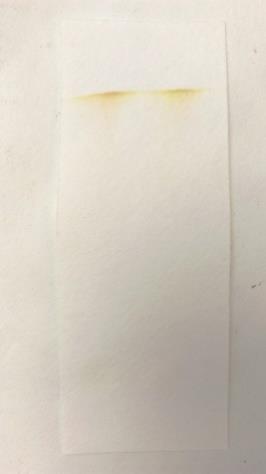 Obrázek 65: chromatografie na pruhu filtračního papíru, listy špenátu Obrázek 66: chromatografie na křídě, listy špenátu I když je v návodu uveden objem ethanolu, se kterým se listy mají rozetřít,