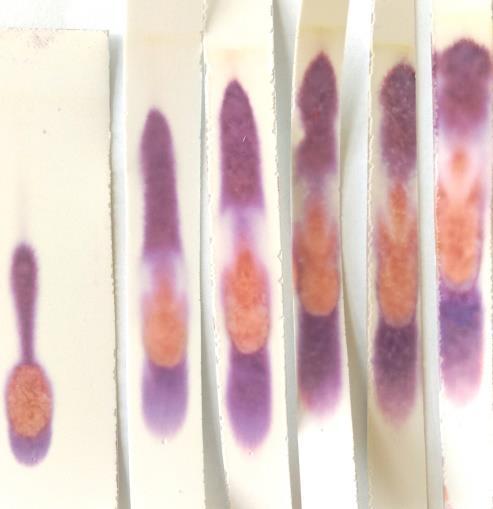 Z výsledného chromatogramu (viz obr. 87) je patrné, že došlo k posouvání startu. Též je markantní rozdíl mezi jedenkrát vyvíjeným chromatogramem a pětkrát vyvíjeným.