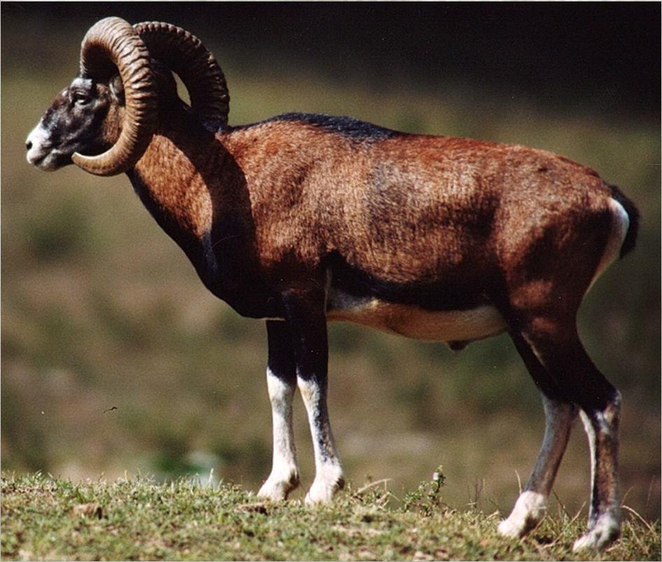 Domestikace ovce (Ovis ammon f.