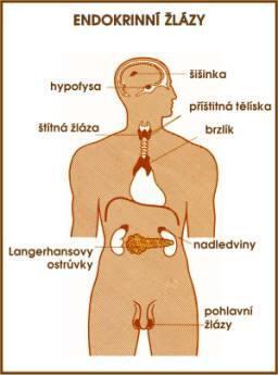 Akutní stavy v endokrinologii Tyreotoxická krize Myxedémové koma Hypofyzární krize Adrenální krize Hypoglykemie