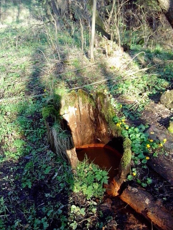 VLČÍ PRAMENY Foto: Jitka Pichová Vlčí prameny vyvěrají jihozápadně od železniční trati Mariánské Lázně Cheb souřadnice N 49 58'13.4"N souřadnice E 12 40'40.