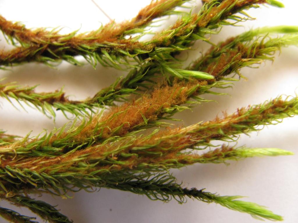Tajemné mechy Obr. 5 Mechová rostlinka zástupce klamonožka (Aulacomnium sp.). Foto RNDr.