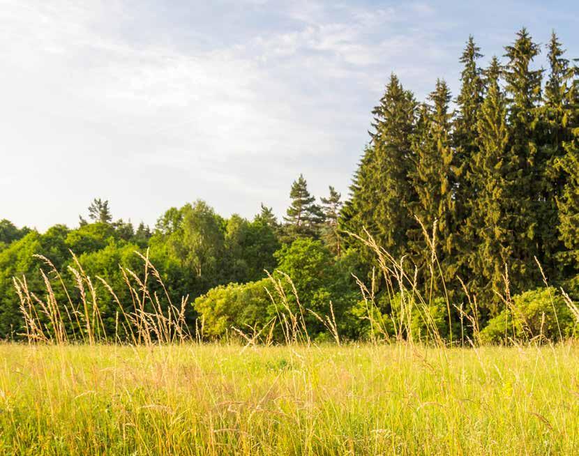 12 VĚDA, VÝZKUM A PROJEKTY EXTEMIT-K EXcelent TEam for MITigation-Kůrovec Fakulta lesnická a dřevařská ČZU na konci roku 2016 získala prestižní projekt EXTEMIT-K, financovaný z operačního programu