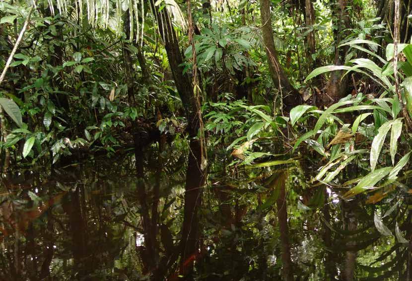 AKTUALITY Živá Amazonie Za téměř patnácti let činnosti v Pucallpě v peruánské Amazonii se ČZU podařilo zanechat zde nesmazatelnou českou stopu.