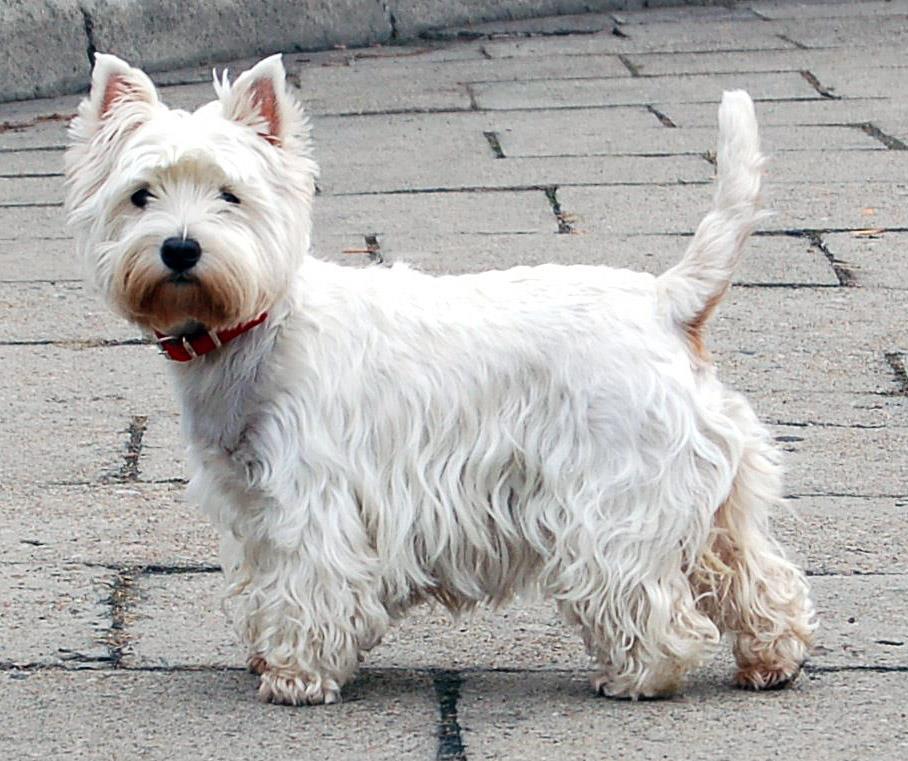 Signalment West Highland White teriér zvýšená prevalence idiopatické pulmonární fibrózy Dle našich zkušenosti výrazně vyšší než MVD Vzhledem k podobnosti klinické prezentace (dyspnoe,