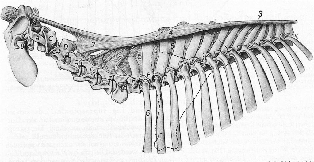 Radiografie: poměr