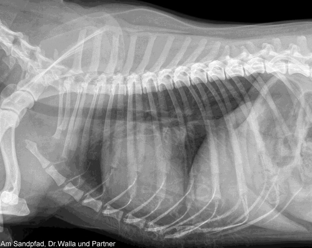 Radiografie: