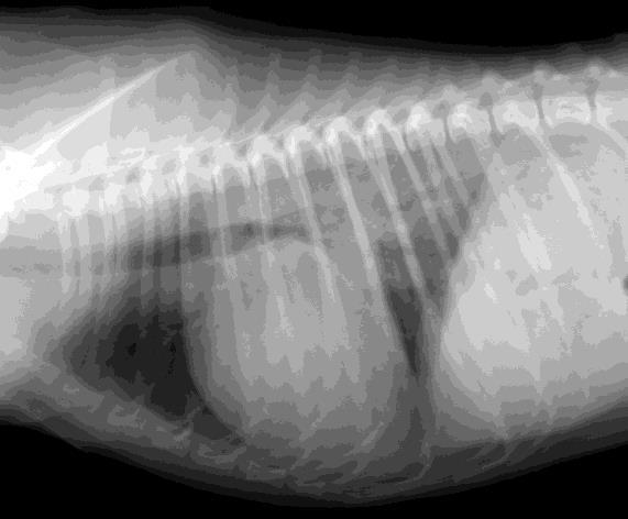 Furosemid-CRI* Připravte roztok o koncentraci 1 mg furosemidu/ml (např. 5 ml Dimazonu ve 245 ml G5% nebo Ringer laktátu) 1.-4.