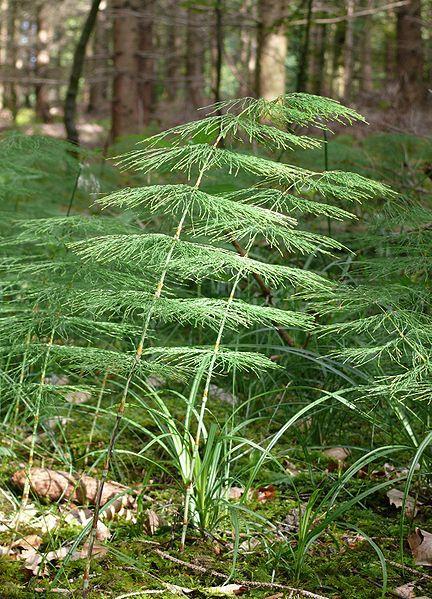 jpg/450px- Common_horsetail_%28Equisetum_arvense_%29_- _geograph.org.uk_-_828907.