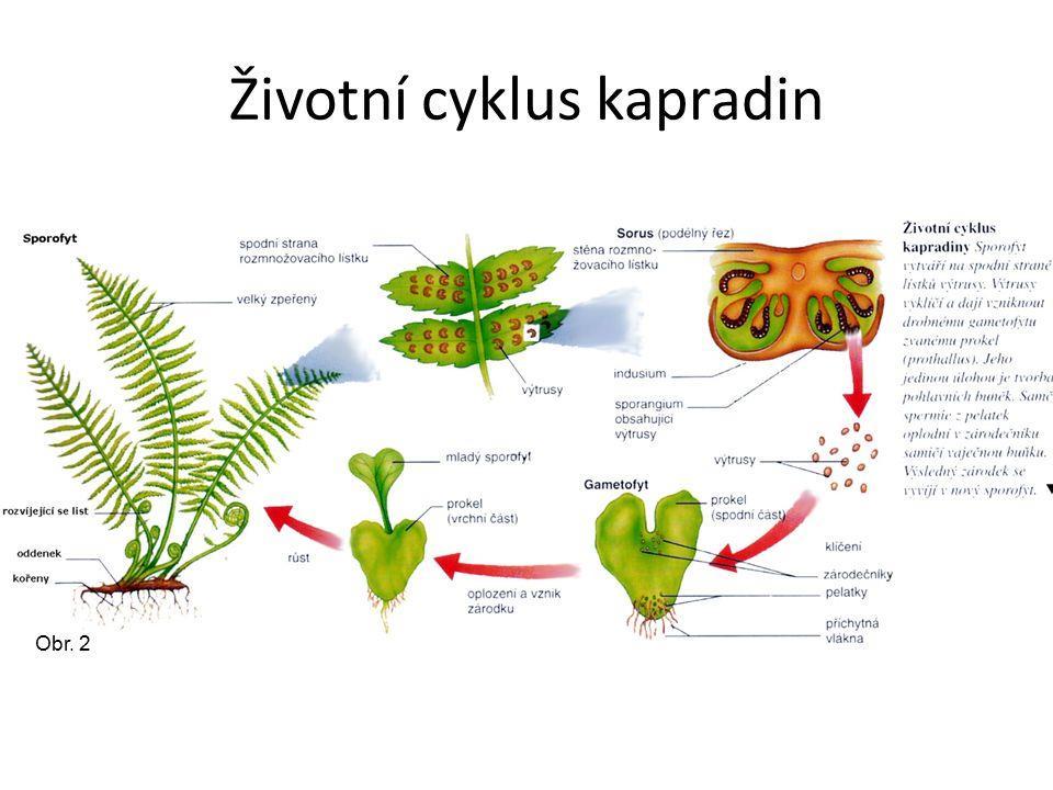 http://slideplayer.cz/slide/2746813/ PROKEL!