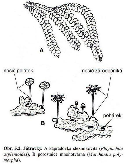 TŘÍDA: JÁTROVKY (MARCHANTIOPSIDA, HEPATICAE) nepatrný prvoklíček tobolka