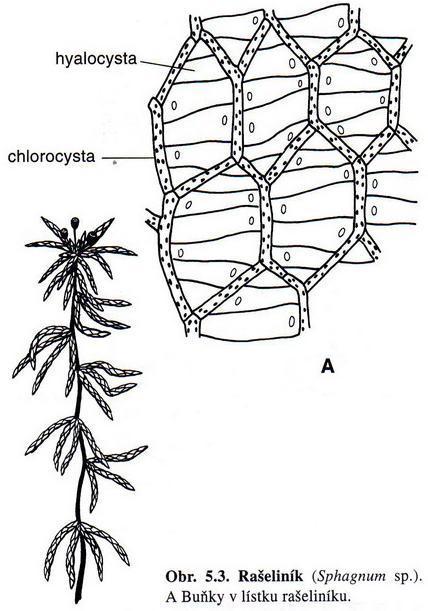 TŘÍDA: MECHY (BRYOPSIDA) prvoklíček dobře vyvinutý stélka kauloid, fyloidy (do šroubovice, střední žebro) tobolka kryta čepičkou (víčko, okolo