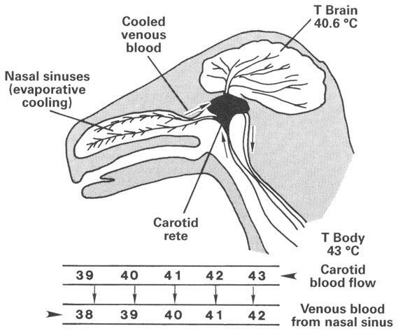 Morfologické (anatomické) adaptace
