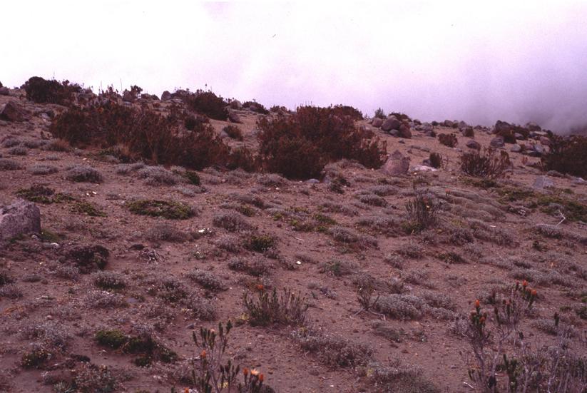 Alpine and arctic desert Alpínská a arktická poušť chudý vegetační pokryt,