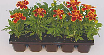 4. 2018 Pelargonie