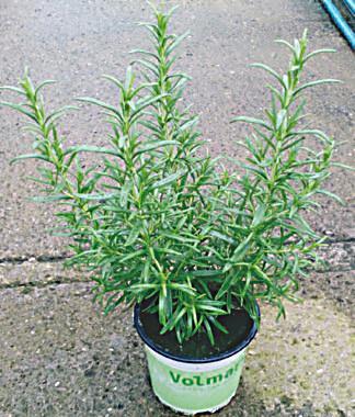 XXL Vaccinium