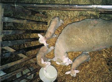 TEXEL významné masné plemeno ovcí O Když se narodí trojčata, je to