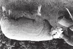 18 TEXEL významné masné plemeno ovcí Tab. 5. Ovce v kontrole užitkovosti v ČR v letech 1994 2004 Kontrolní rok stád Texel celkem ovcí % z celk.