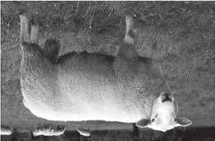 Například Flevolander (Finská ovce x Ill de France x Texel), North Hollander (Texel x Finská ovce x Texel), Blessum (Texel x Vlámská ovce x Texel) a Swifter (Vlámská ovce x Texel x Texel).