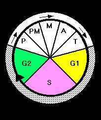 ) Signální kaskáda regulována pozitivně i negativně = aktivace Ca 2+ -Mg 2+ endonukleázy rozpad DNA fragmentace (kondenzace chromatinu, segmentace jádra), svinutí plazmatické membrány do vakovitých