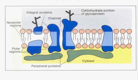 glykolipidy Cukerná složka negativní náboj