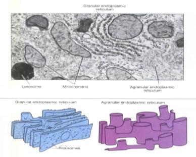 chromozómů - řídí metabolismus a diferenciaci buňky a replikací svého álu
