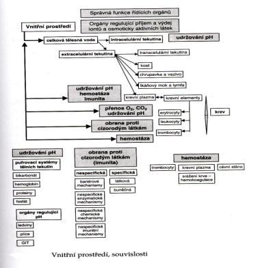 Nejvíce: chrupavka, kost, kůže, nejméně: CNS Homeostáza = stálost vnitřního prostředí (+ mechanismy zajišťující homeostázu) - funkční