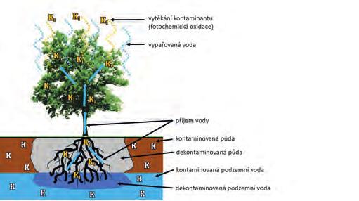 Obr. 8. Fytostabilizace (zdroj P. Soudek, dle http://www.itrcweb.org/) Obr. 9. Hydraulická kontrola (zdroj P. Soudek, dle E.